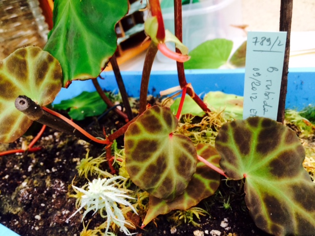 B. rubida